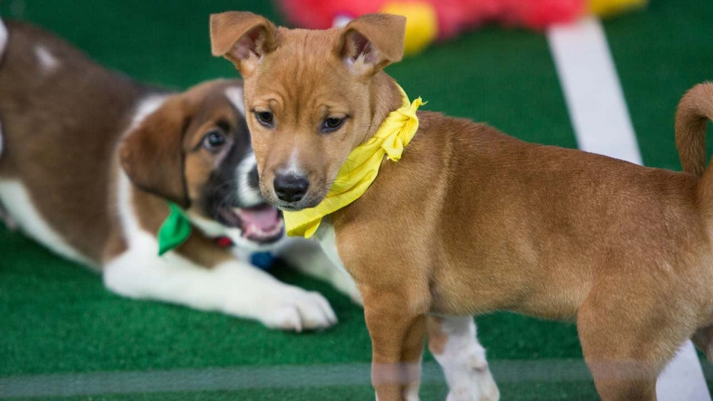 Puppy Bowl XIV Contenders