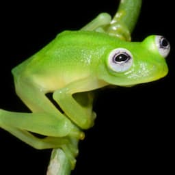 PHOTOS: This Frog Looks Exactly Like Kermit the Frog