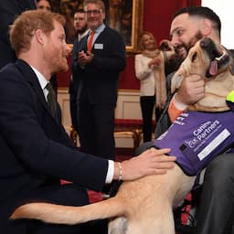 Prince Harry Respectfully Shakes Hands With a Service Dog While Celebrating World Mental Health Day