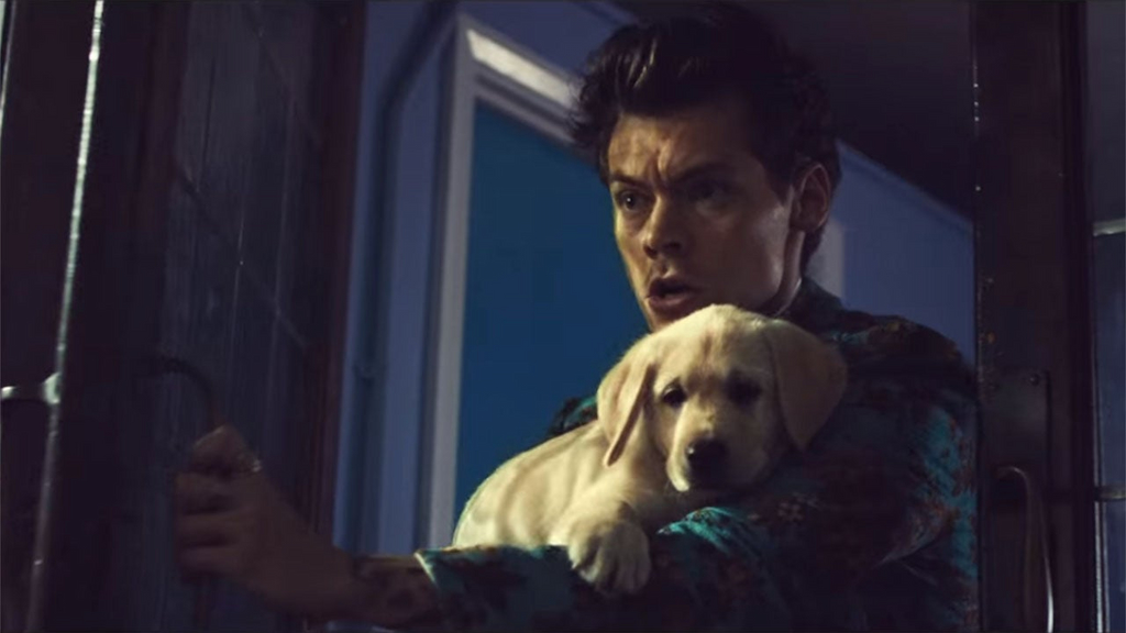Harry Styles plays with a puppy