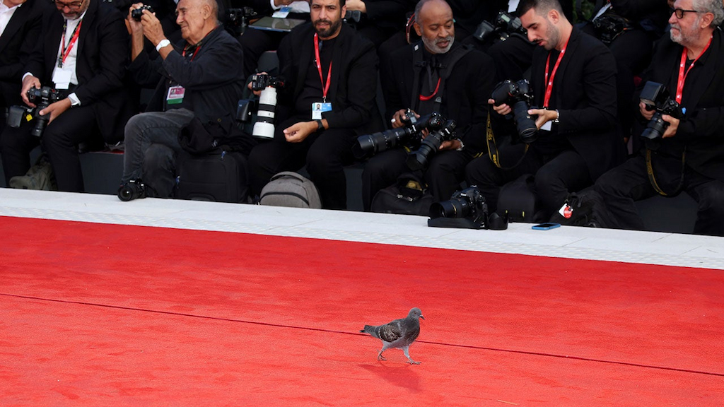 Pigeon at Venice Film Festival
