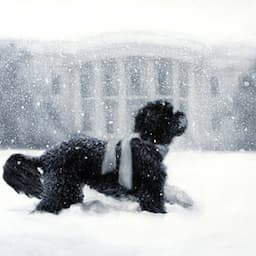Obama Dog Bo Graces White House Holiday Card