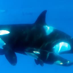 SeaWorld Expands Killer Whale Environments After 'Blackfish', But Is It Enough?