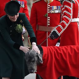 Kate Middleton Greets the Irish Wolfhound at St. Patrick's Day Parade With Prince William: Pics!