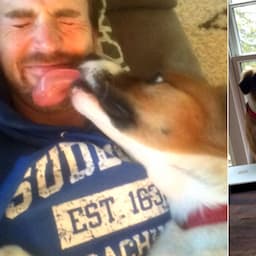 Chris Evans Shows What True Love Looks Like When He Reunites With Dog Dodger 'After 10 Long Weeks'