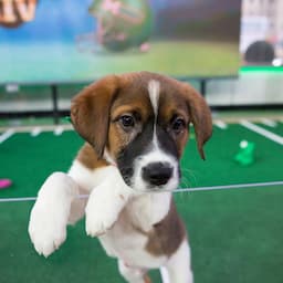How to Watch Puppy Bowl XIV
