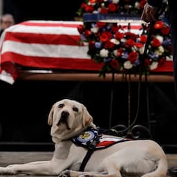 George H.W. Bush's Service Dog Sully Pays His Respects to the Former President After Heartbreaking Photo