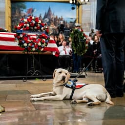George H. W. Bush's Service Dog Sully Gets New Job at Military Hospital to Help Veterans