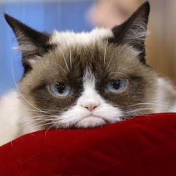 Grumpy Cat, Internet-Famous Pet, Dead at 7