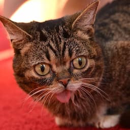 Lil Bub, Instagram Famous Cat, Dies at Age 8: 'She Was a Constant Source of Warmth and Love'