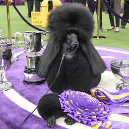 Siba the Standard Poodle Wins 'Best in Show' at Westminster Dog Show