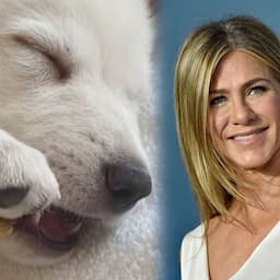 Jennifer Aniston Introduces New Rescue Puppy Chesterfield 