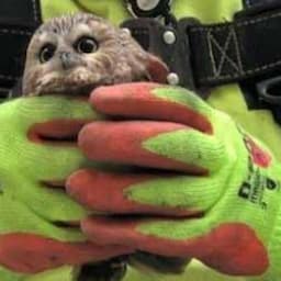 Tiny Owl Rescued From Rockefeller Center Christmas Tree After 3 Days