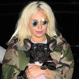 Lady Gaga's Dog Walker Posts About Being Shot During Dognapping