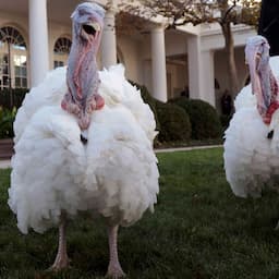 President Joe Biden Pardons Turkeys Peanut Butter and Jelly Ahead of Thanksgiving