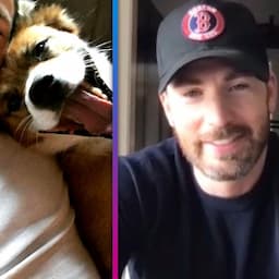 Meet Chris Evans' 'Long-Term Partner': His Adorable Dog Dodger!
