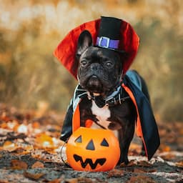 The 13 Best Halloween Costumes for Dogs to Put a Spell on Everyone: Hocus Pocus, Baby Yoda and More