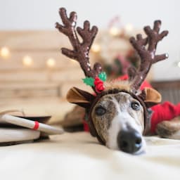 The 16 Best Holiday Gifts for Dogs to Spoil The Love of Your Life