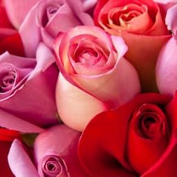 Save 20% on Roses for Your Loved Ones at This Valentine's Day Sale