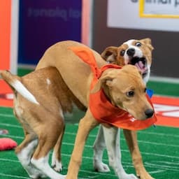 How to Watch the 2024 Puppy Bowl