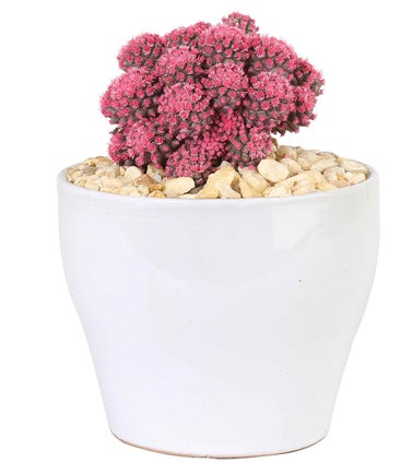 Desert Gems Pink Cacti