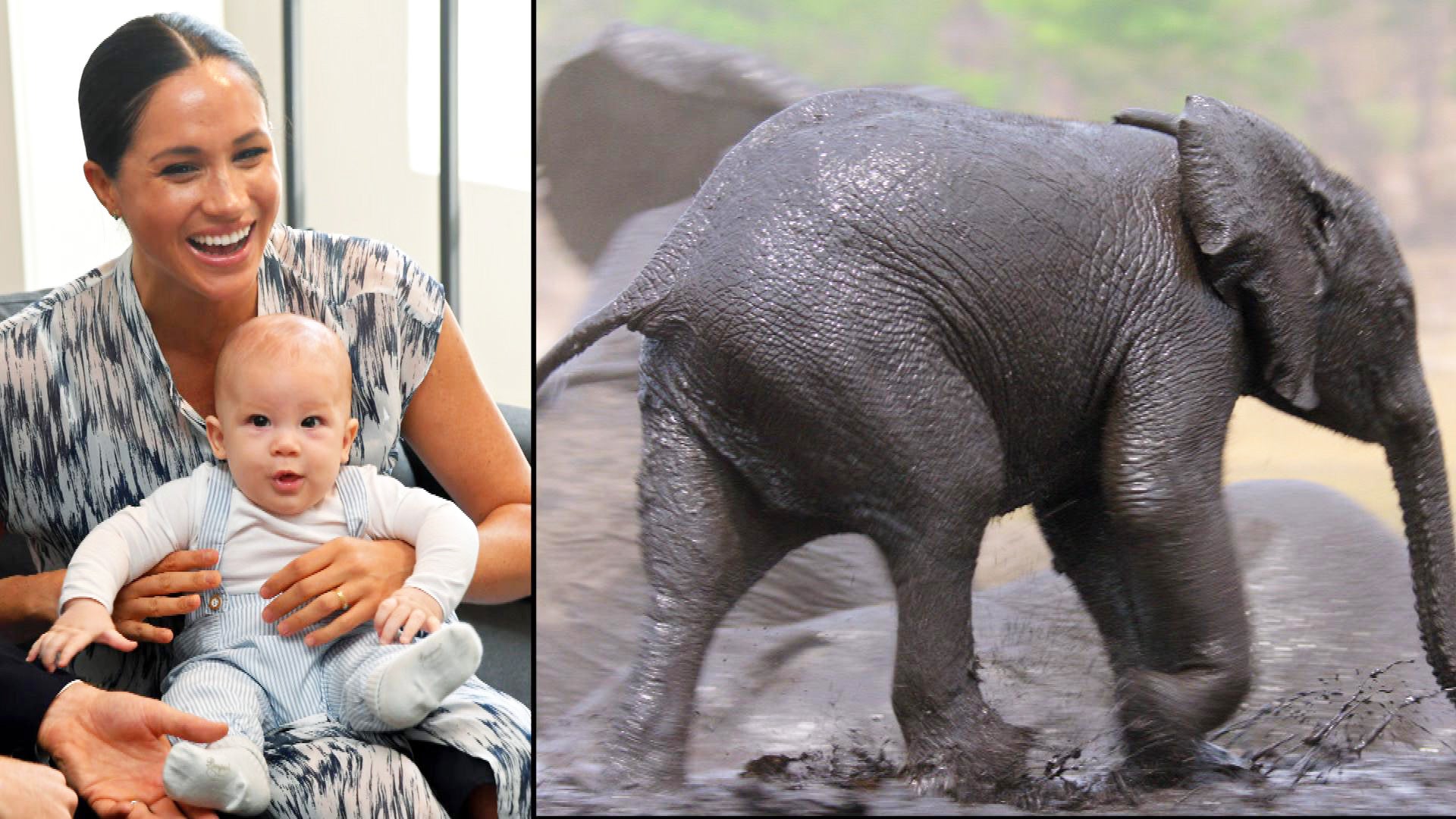 Meghan Markle’s ‘Elephant’ Documentary Director On How She Perfected Her Voiceover Work (Exclusive)