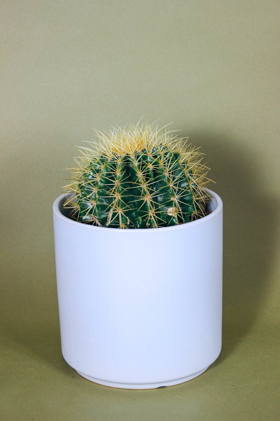 Grounded Plants Golden Barrel Cactus