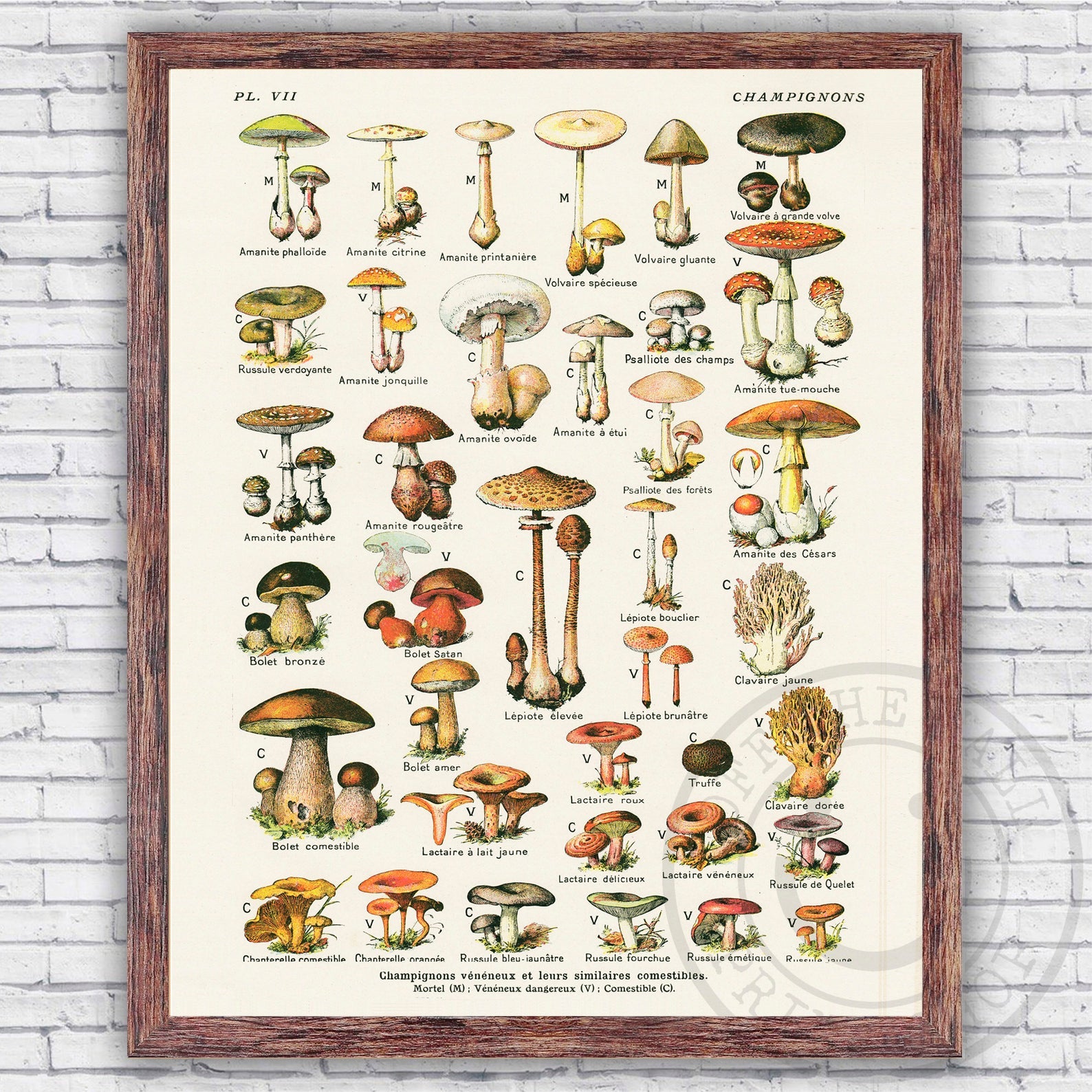 Off The Wall Print Shop Edible Mushrooms Champignons Poster