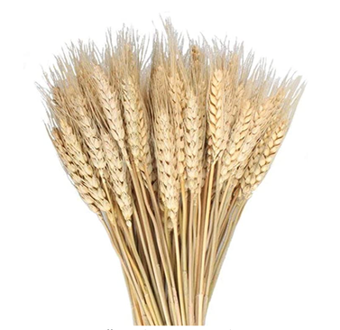 MHMJON Dried Wheat Sheaves Bundle