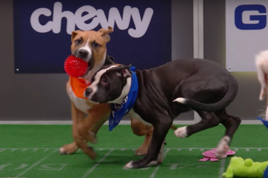 Stream the Puppy Bowl free with discovery+ 