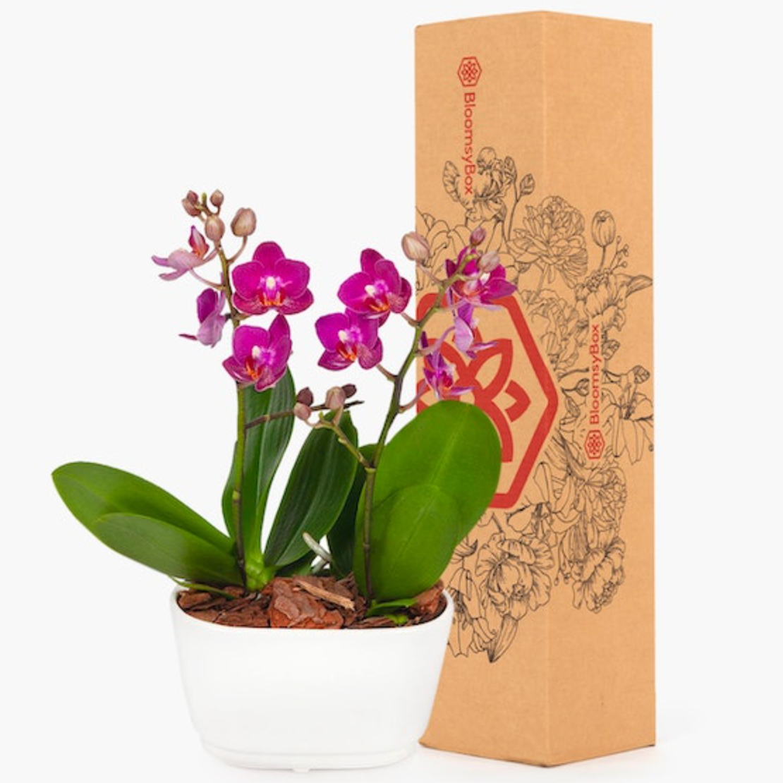 BloomsyBox Amalfi Orchid Duo