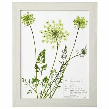 Uncommon Goods Queen Anne's Lace Pressed Botanical Print