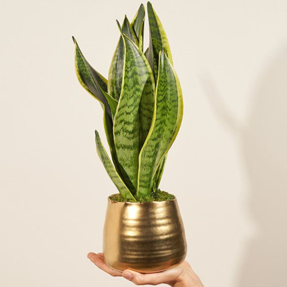 The Bouqs Oasis Snake Plant