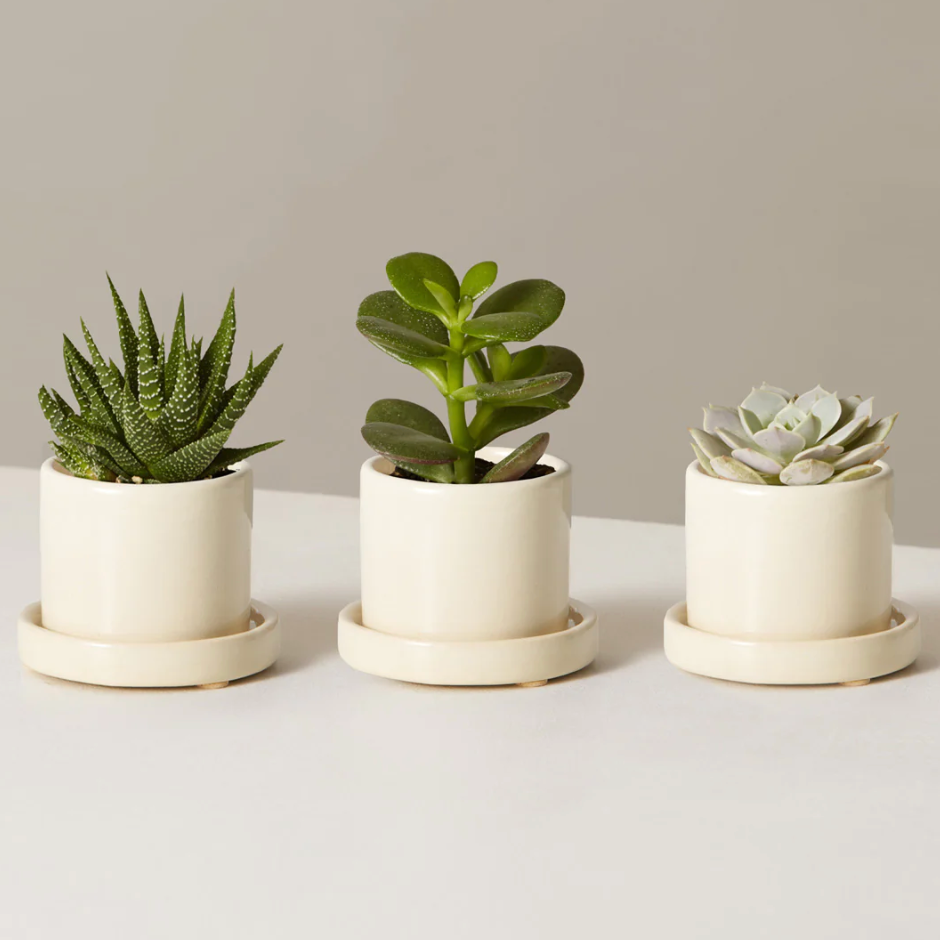 The Sill Succulent Assortment with Planters