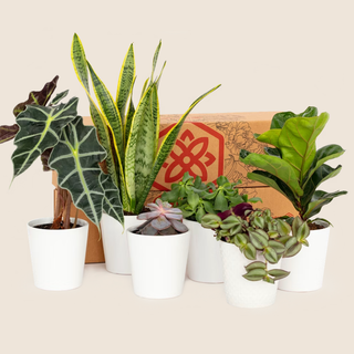 BloomsyBox Plant Subscription