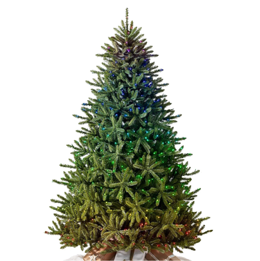 Balsam Hill 6ft Classic Blue Spruce Prelit Christmas Tree
