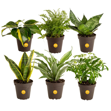 Costa Farms Live House Plants (6 Pack)