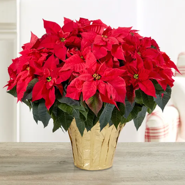 1-800-Flowers Red Holiday Poinsettia