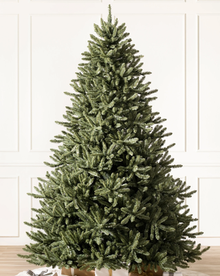 Classic Blue Spruce