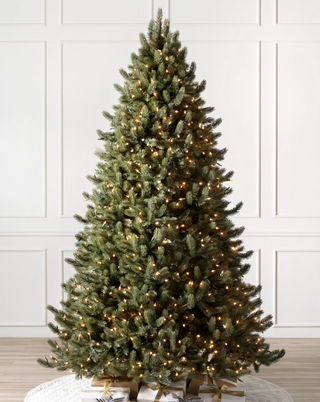Vermont White Spruce