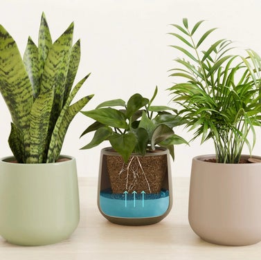 Easyplant Emerald Trinity Collection