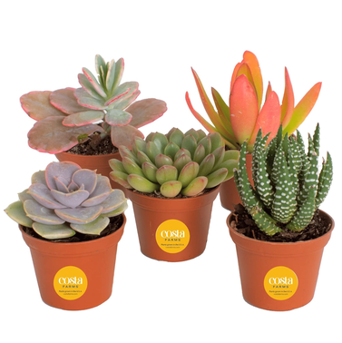 Costa Farms Succulents (5 Pack)
