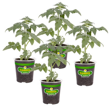 Bonnie Plants Big Boy Tomato Live Vegetable Plants (4 Pack)