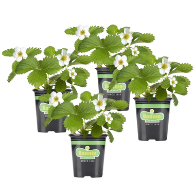 Bonnie Plants Strawberry Live Plant (4-Pack)