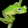 PHOTOS: This Frog Looks Exactly Like Kermit the Frog