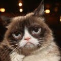 Grumpy Cat, Internet-Famous Feline, Has Died