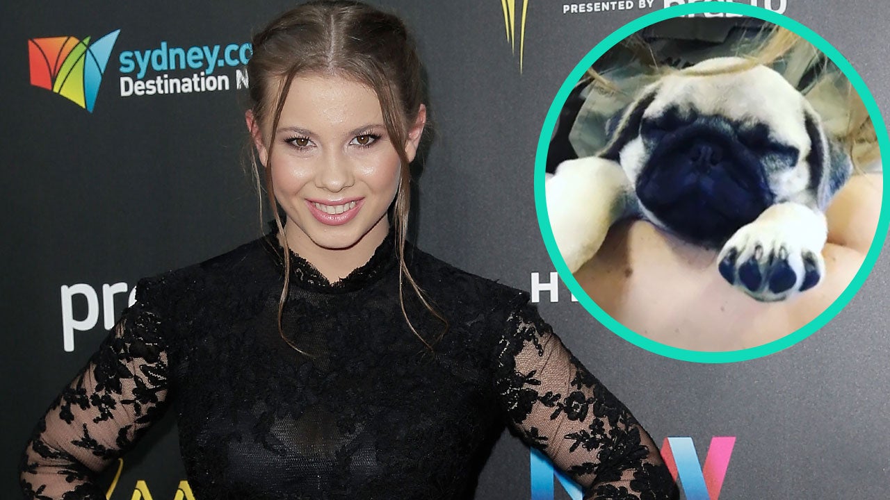 Bindi Irwin a New Puppy to Her Family Check Out the