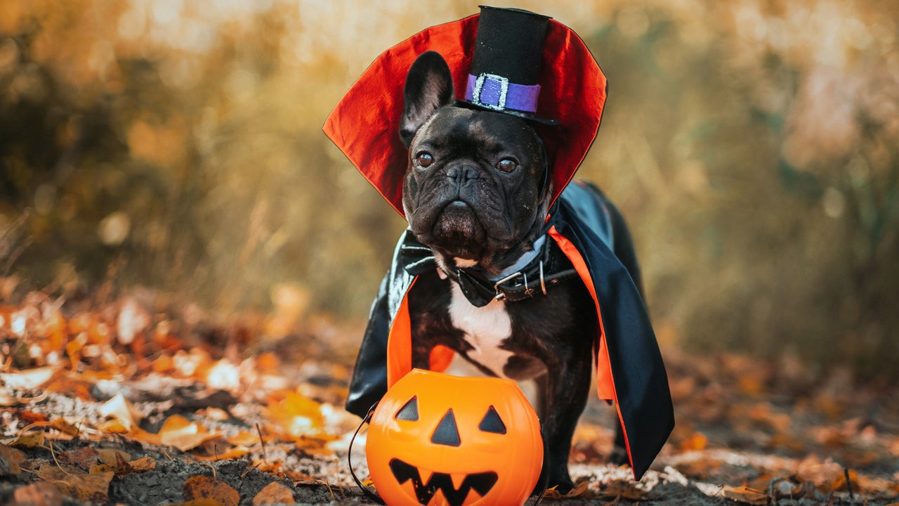 Hocus Pocus in 2023  Cute dog costumes, Dog photography, Dog pictures