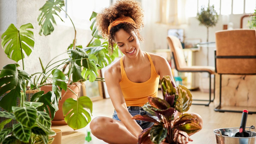 The Best Houseplants