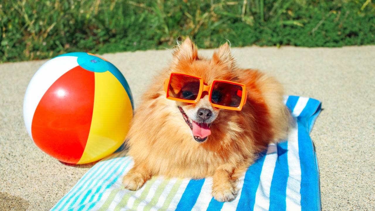 Products to Keep Your Pet Cool on Hot Summer Days